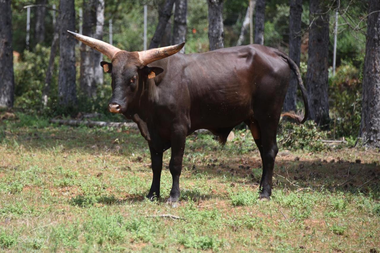 Les Gites Du Parc Animalier De Ginasservis Bagian luar foto